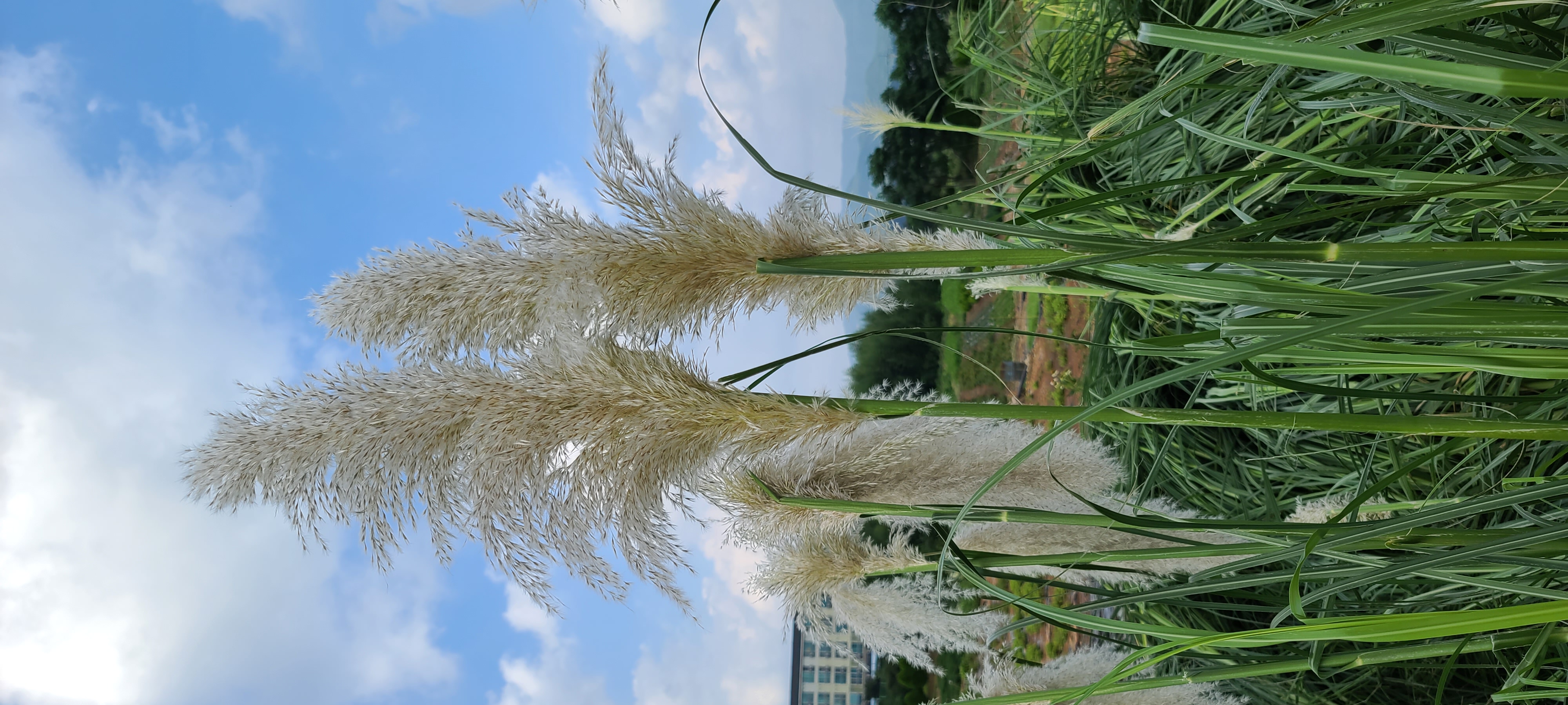Cortaderia selloana
